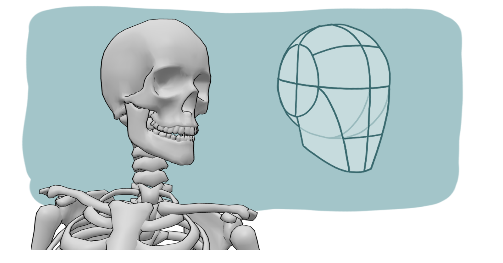 Skeleton 3D model - Skull and Loomis method construction