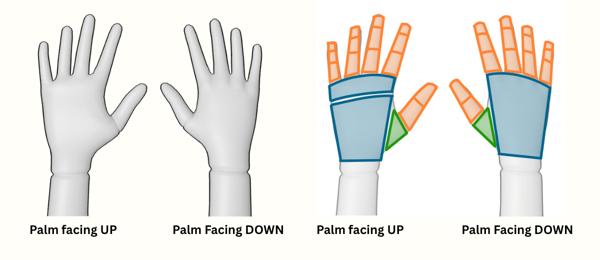 Model versus hand sketch with simple palm and finger breakdown